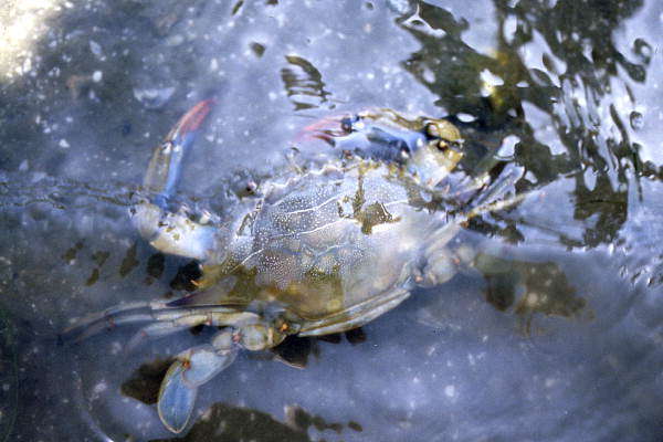 Close-up view of a Blue crab in Volusia County