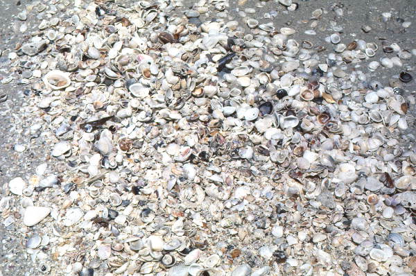 Pile of shells - Sanibel, Florida