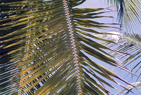 Close-up view of palm fronds in Sanibel - Lee County, Florida