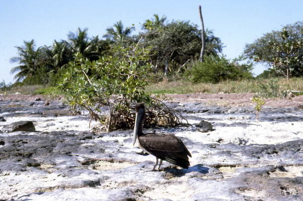 Brown pelican (Pelecanus occidentalis) in the Florida Keys - Monroe County, Florida