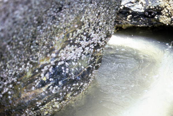 Close-up view of barnacles on rock in Monroe County
