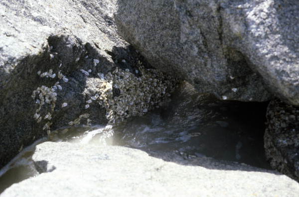 View of barnacles on rock in Monroe County