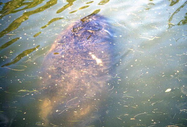 Manatee (Trichechidae) at Blue Springs - Volusia County, Florida