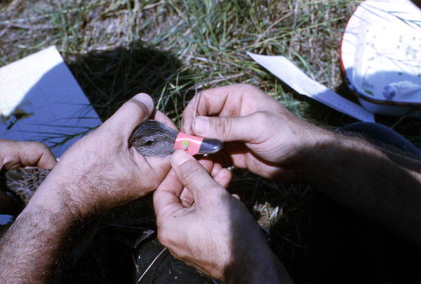 Female Blue winged Teal duck (Anas discors) being banded with a nasal tag - Paynes Prairie, Florida