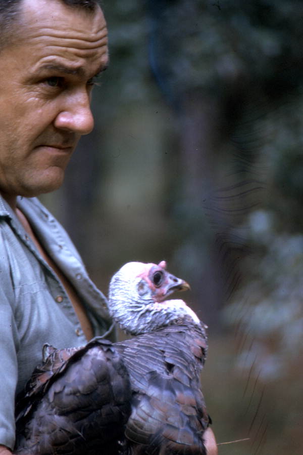 Close-up view of Bob Phillips with wild turkey (Meleagris gallopavo) he had banded