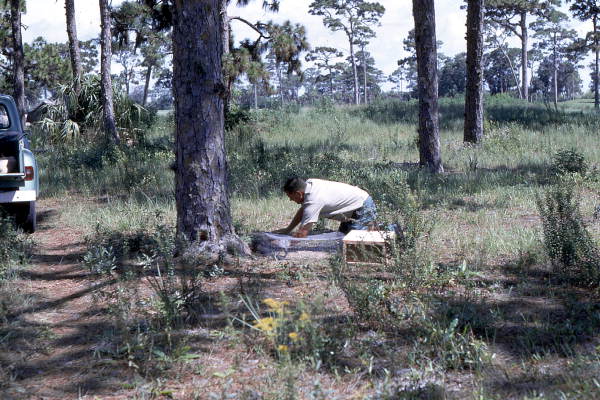 Unidentified man setting traps to capture ducks for banding