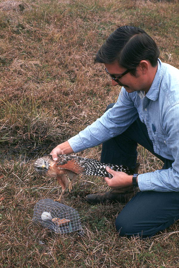 Mike Folgerty banding a Red shouldered hawk (Buteo lineatus) at Paynes Prairie - Alachua County, Florida