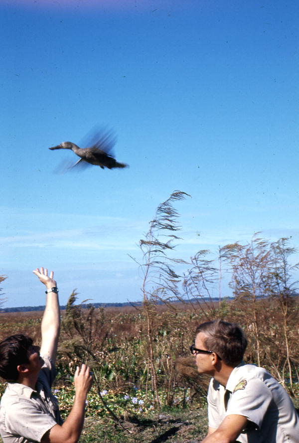 Men from the Florida Game and Fresh Water Fish Commission releasing a Blue winged duck (Anas discors) after banding it - Paynes Prairie, Florida