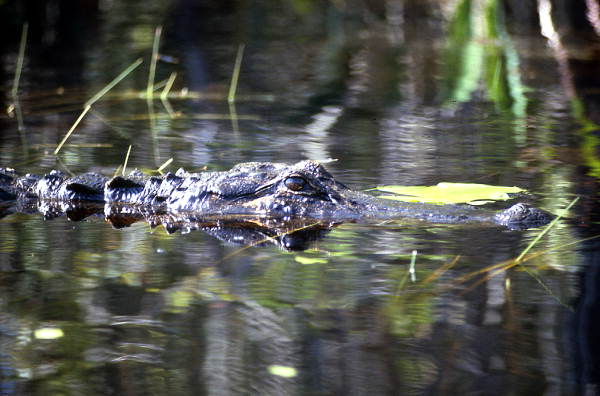 Close-up view of alligator in Broward County