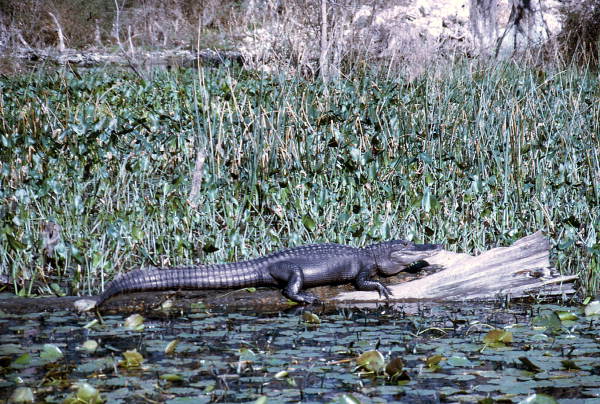 Gator on a log - Wakulla Springs, Florida