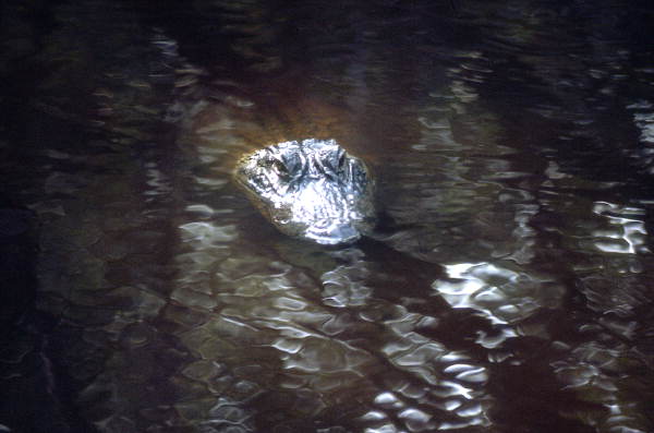 View of swimming gator