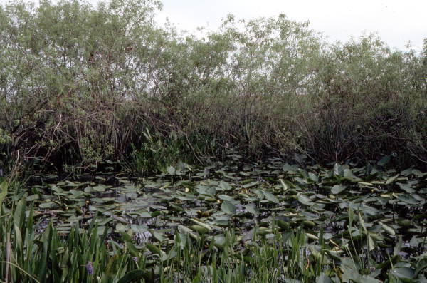 Gator hole.