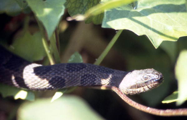 Close-up view of a water moccasin