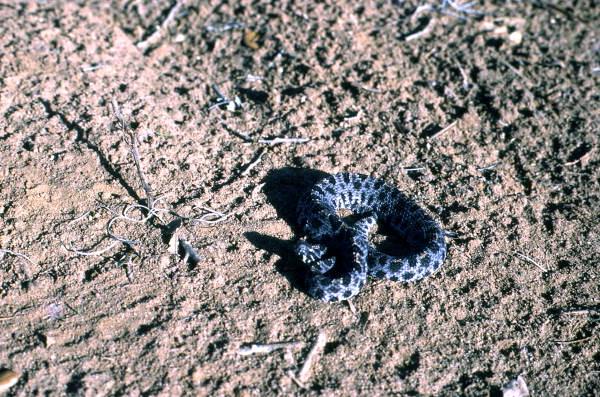 Pigmy rattlesmake