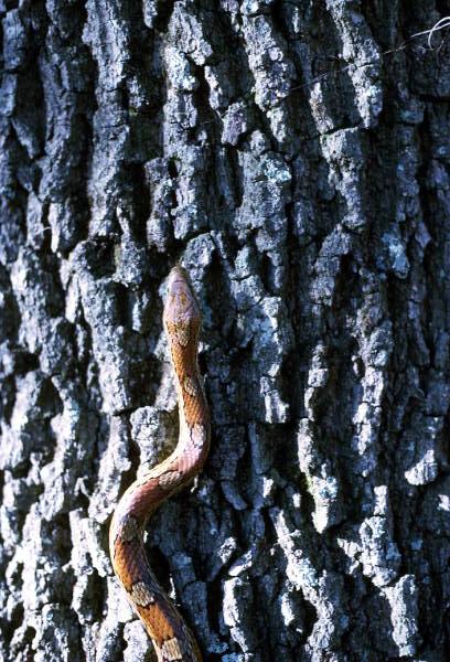 Corn snake.