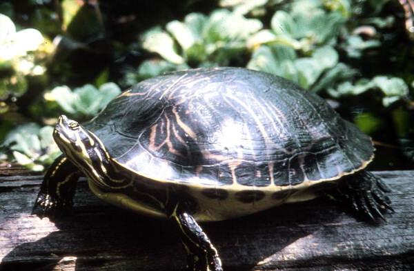 Cooter.