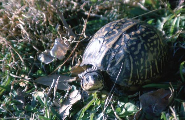 Close-up view of a Florida Box turtle (Terrapene carolina bauri) in Woodville - Leon County, Florida
