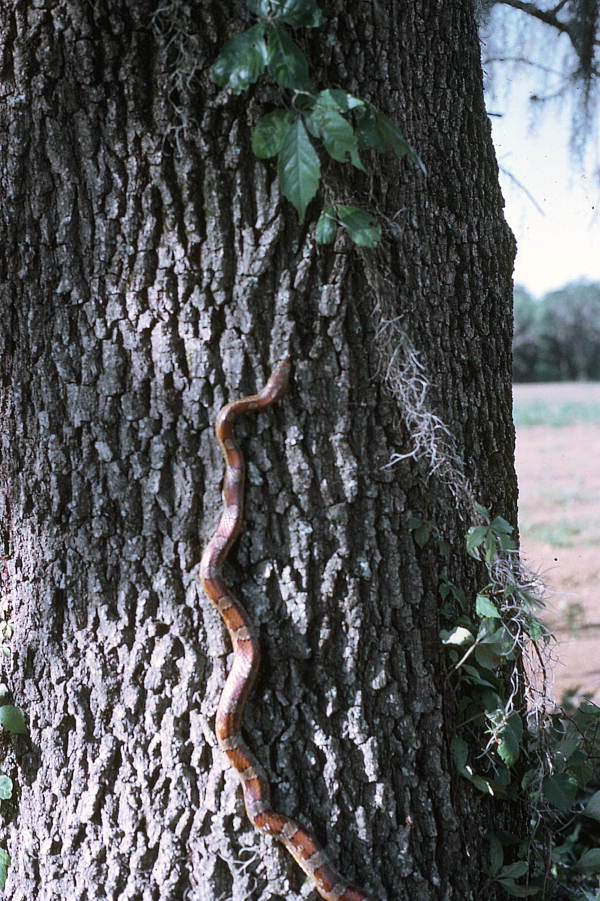 Corn snake at the base of a tree
