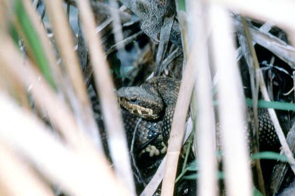Cottonmouth moccasin - Marion County, Florida