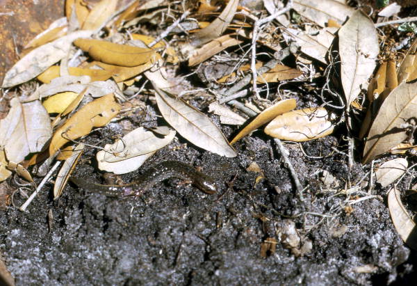 Dusky salamander in Woodville - Leon County, Florida