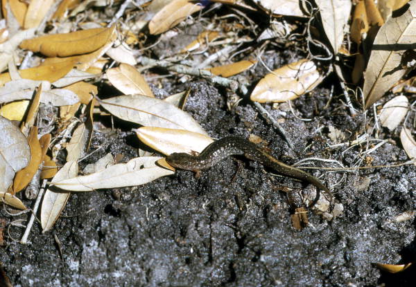 Dusky salamander in Woodville - Leon County, Florida