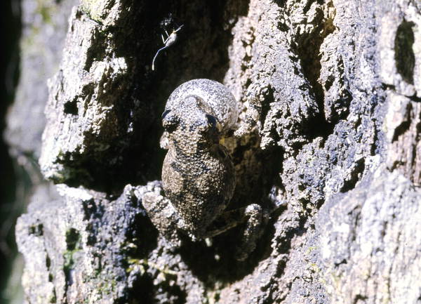Close-up view of a gray tree frog in Woodville - Leon County, Florida