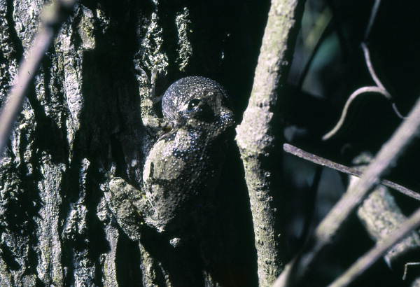 Close-up view of a grey tree frog in Woodville - Leon County, Florida