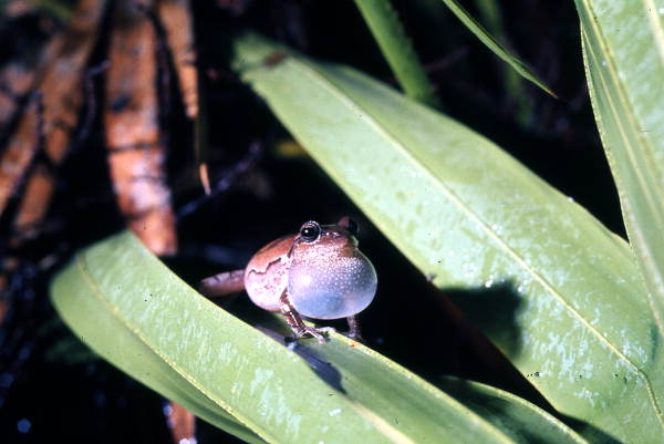 Close-up view of a Pine Woods Treefrog (Hyla femoralis) in Woodville - Leon County, Florida