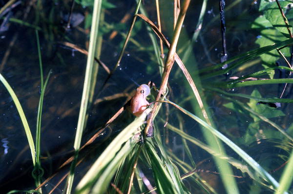 Pinewoods tree frog (Hyla femoralis) in Woodville - Leon County, Florida