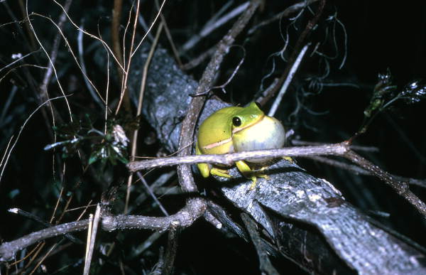 Green tree frog (Hyla cinerea) in Woodville - Leon County, Florida