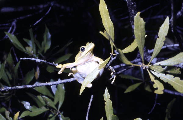Green tree frog (Hyla cinerea) on a branch in Woodville - Leon County, Florida
