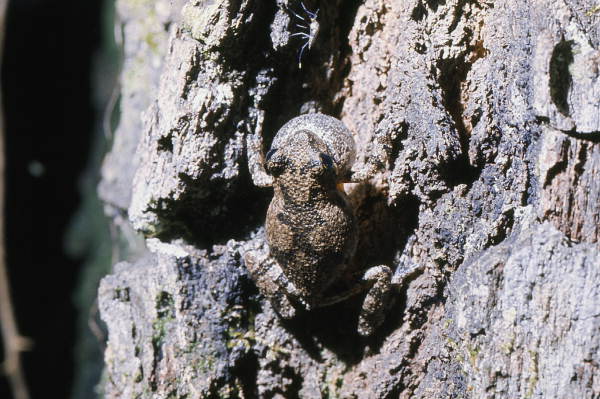 Close-up view of a grey tree frog in Woodville - Leon County, Florida