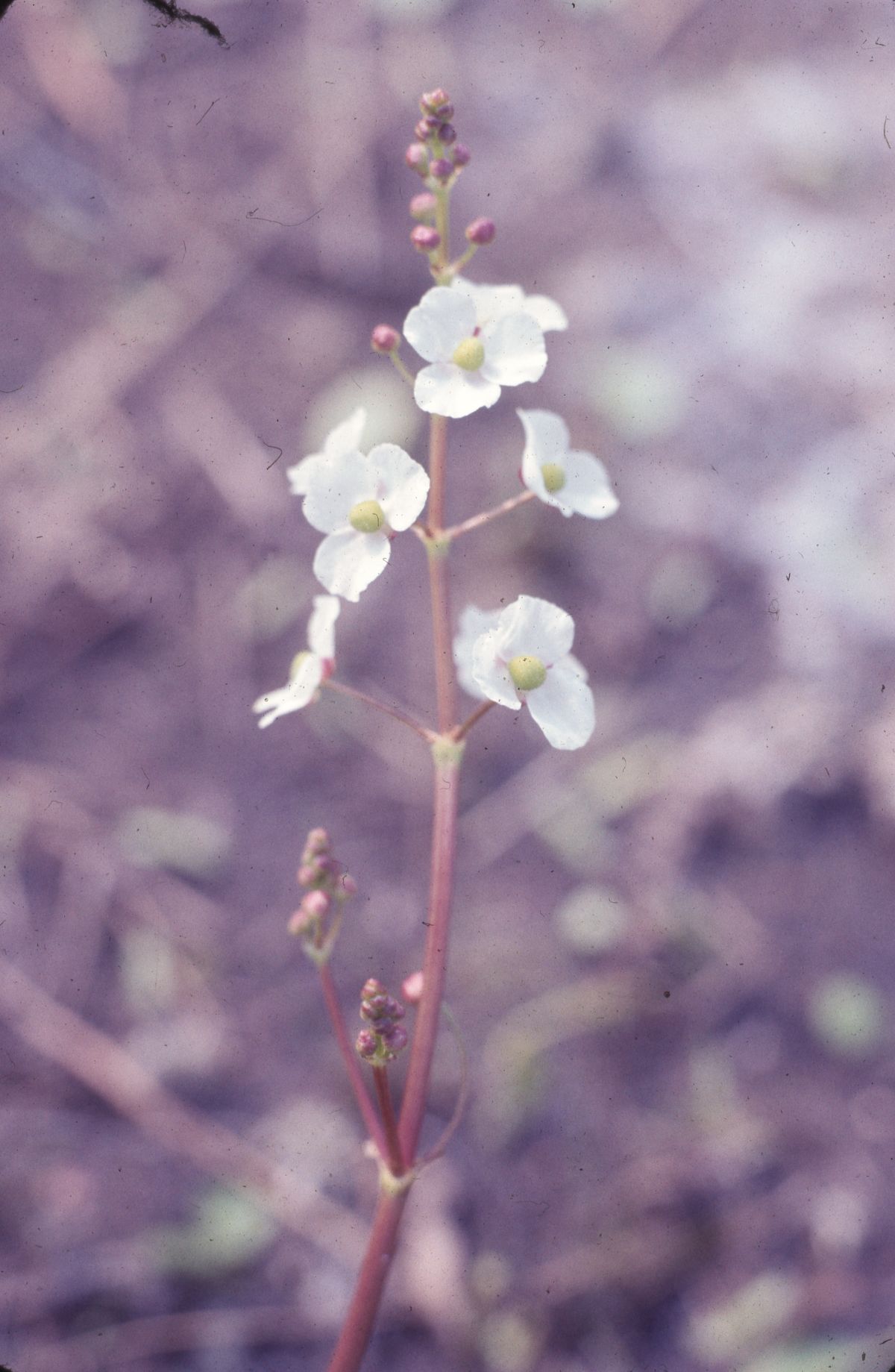 Water plantain