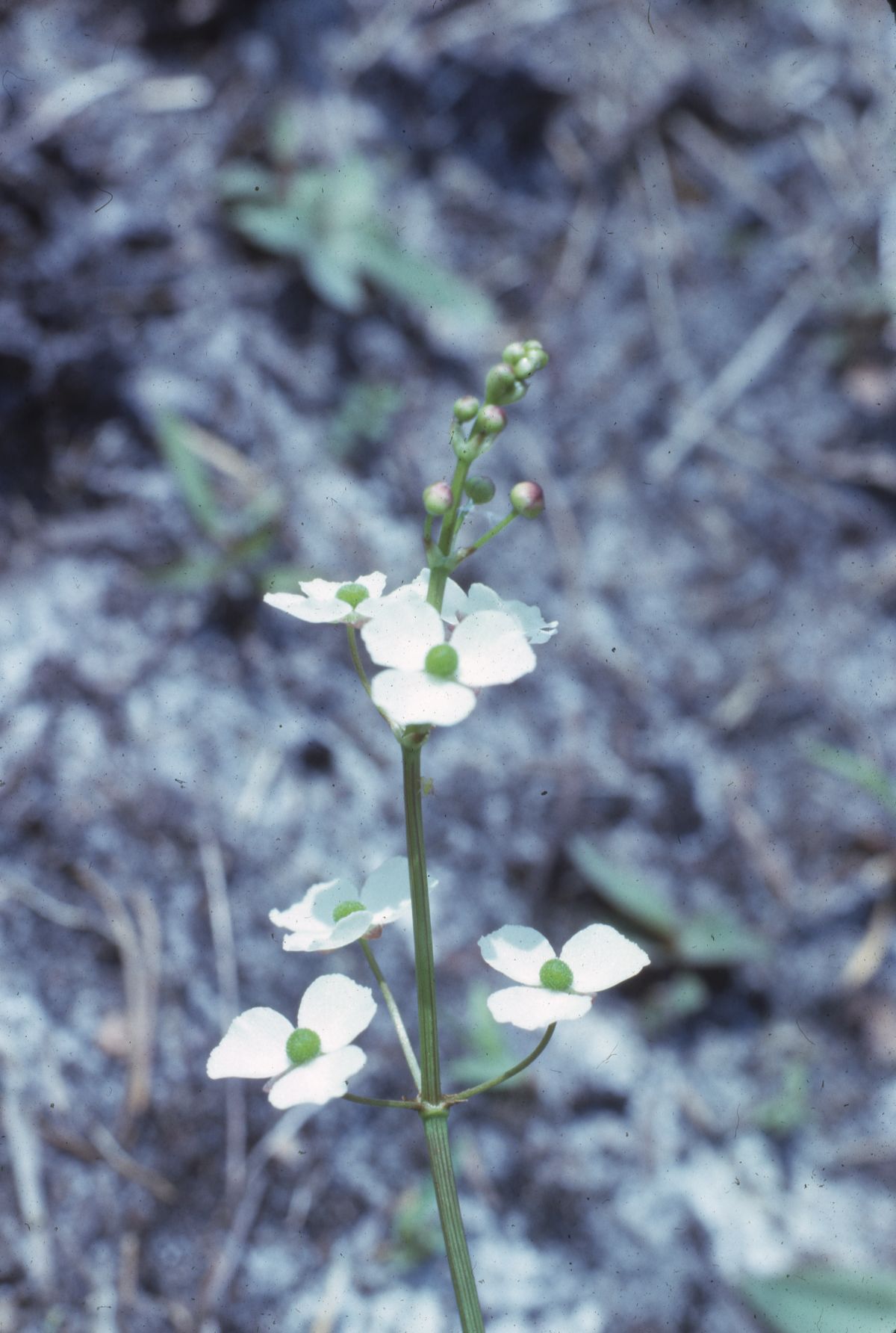 Water plantain