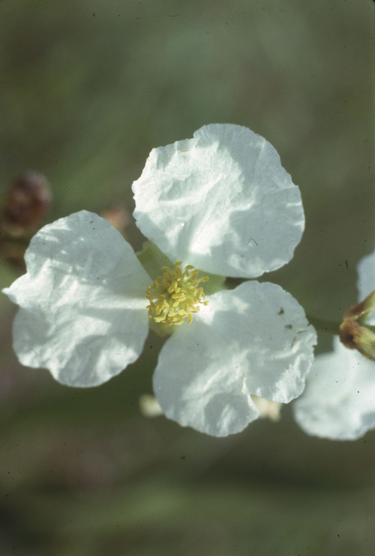 Water plantain