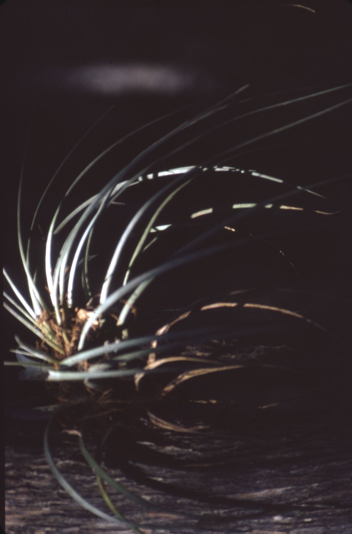Unidentified wild pine or airplant