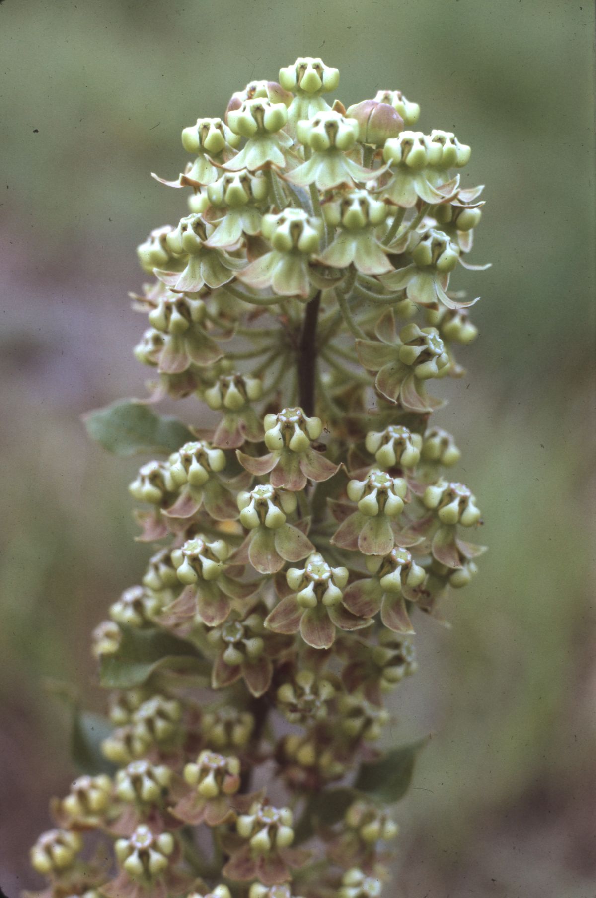 Velvetleaf milkweed
