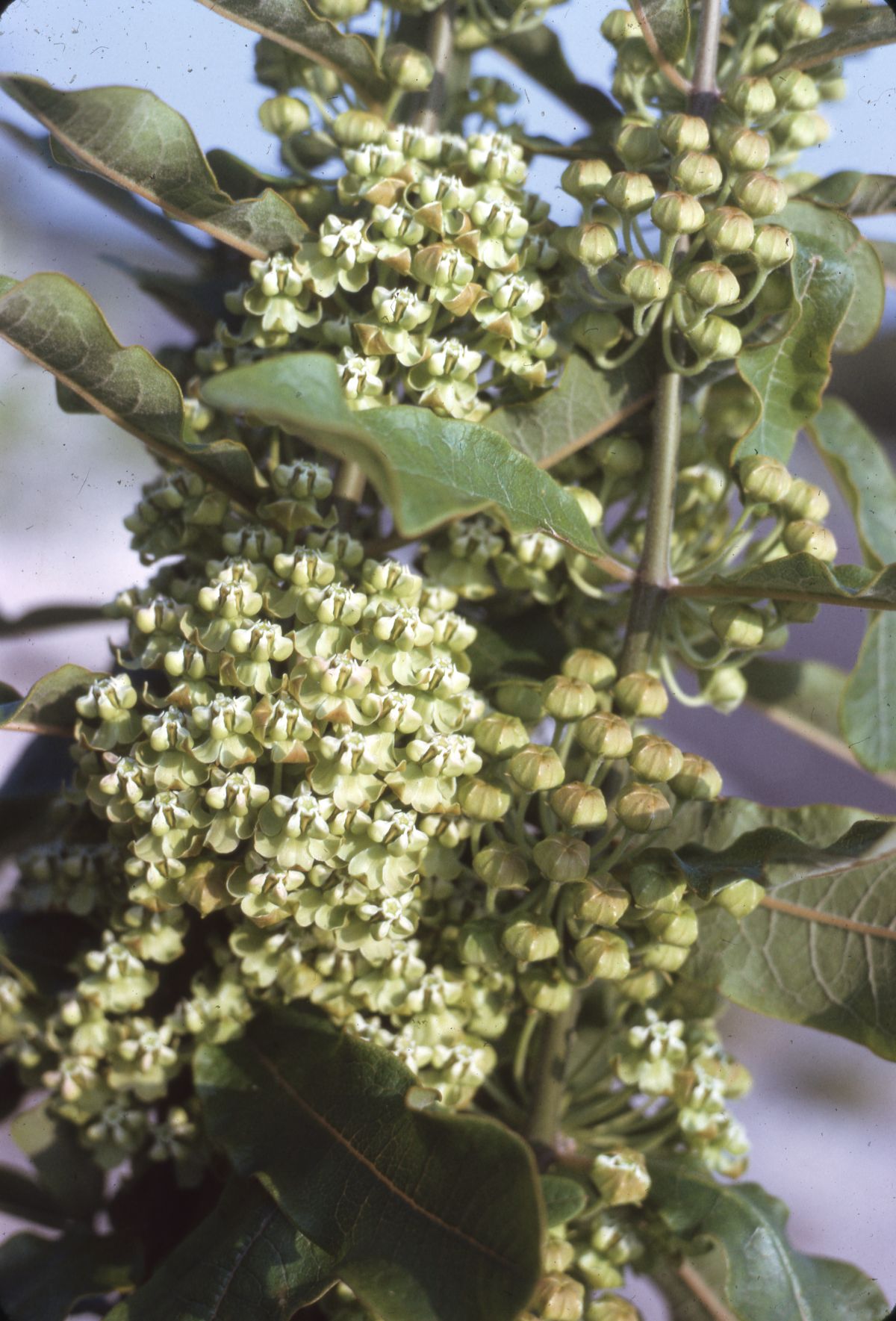 Velvetleaf milkweed