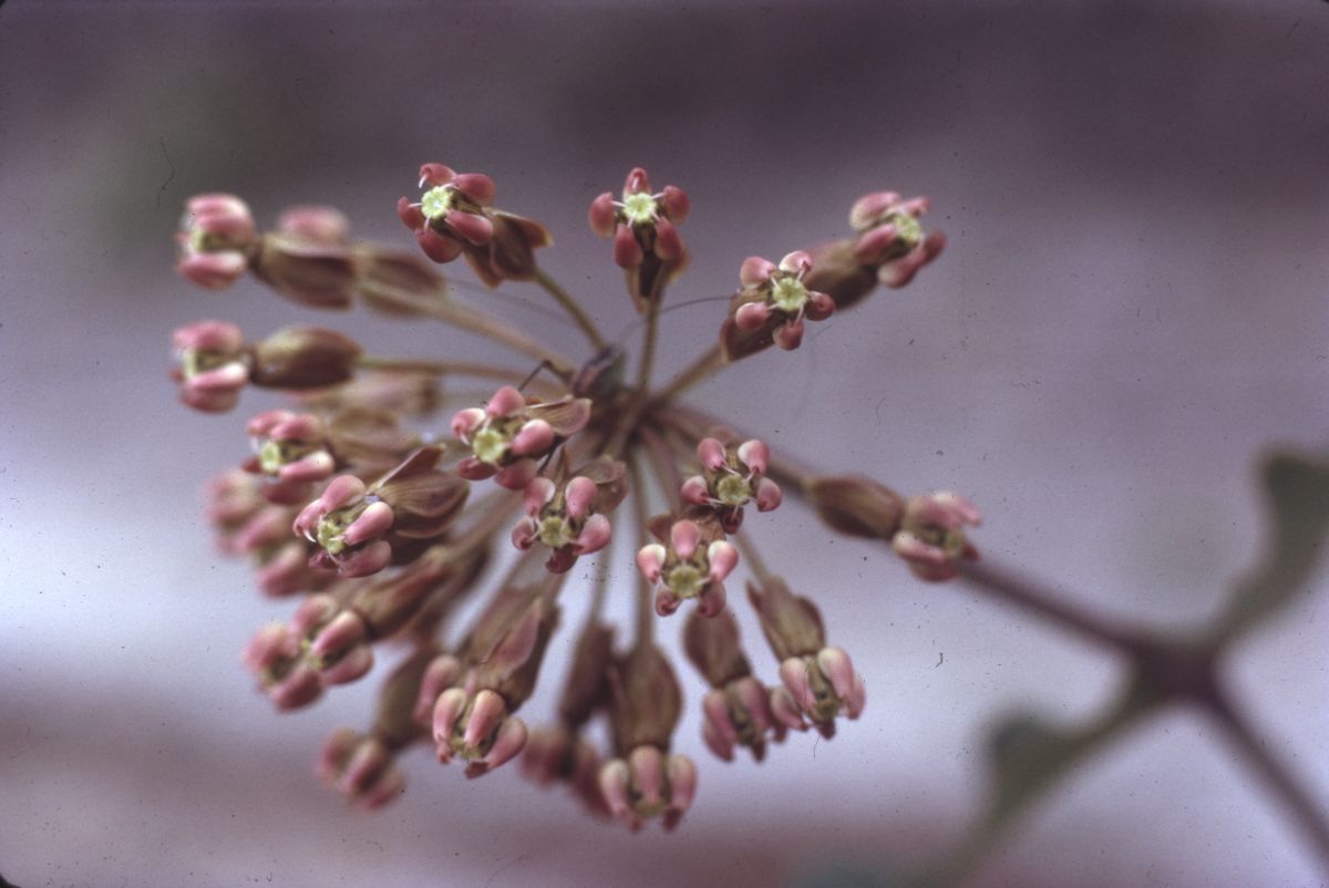 Milkweed