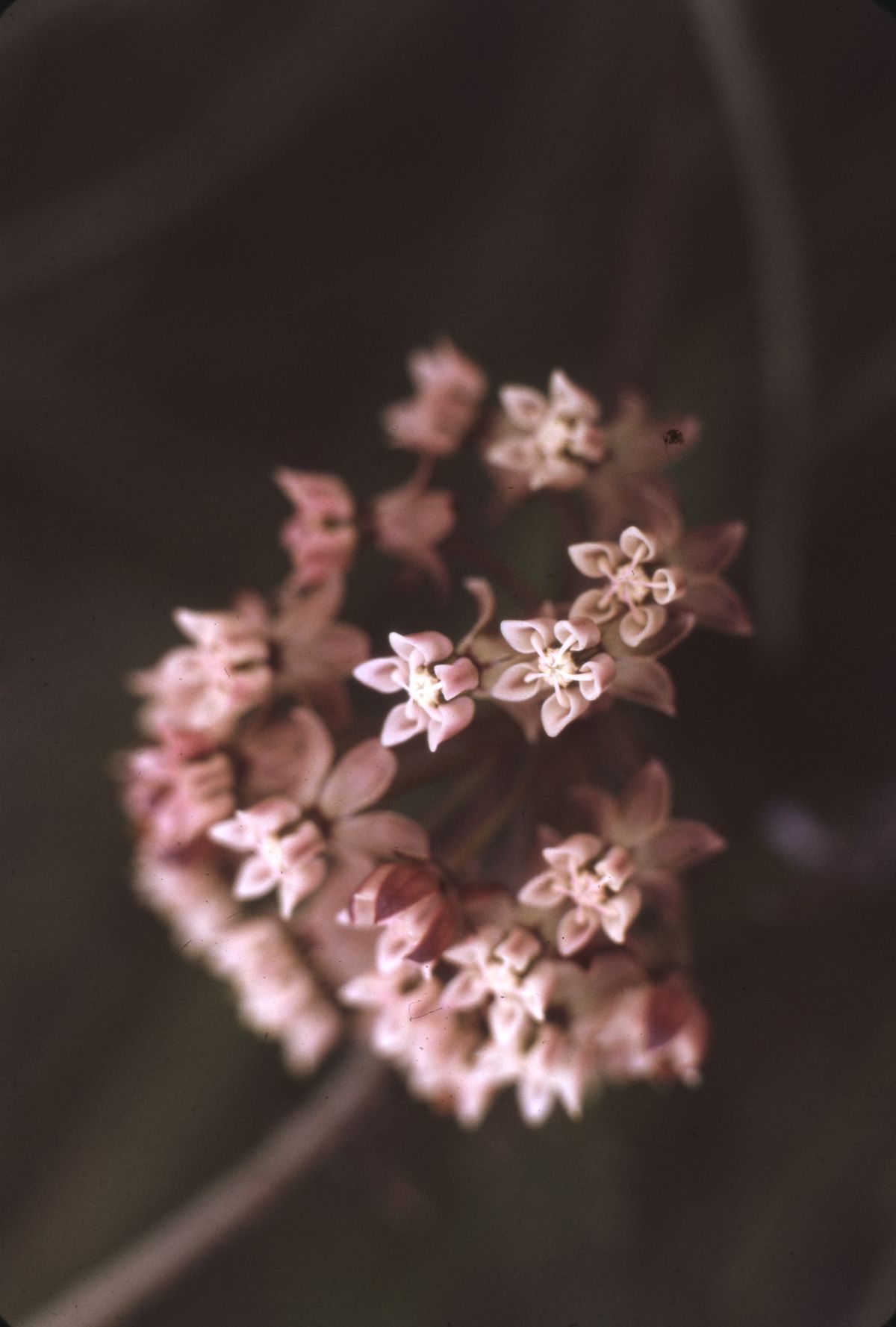 Milkweed