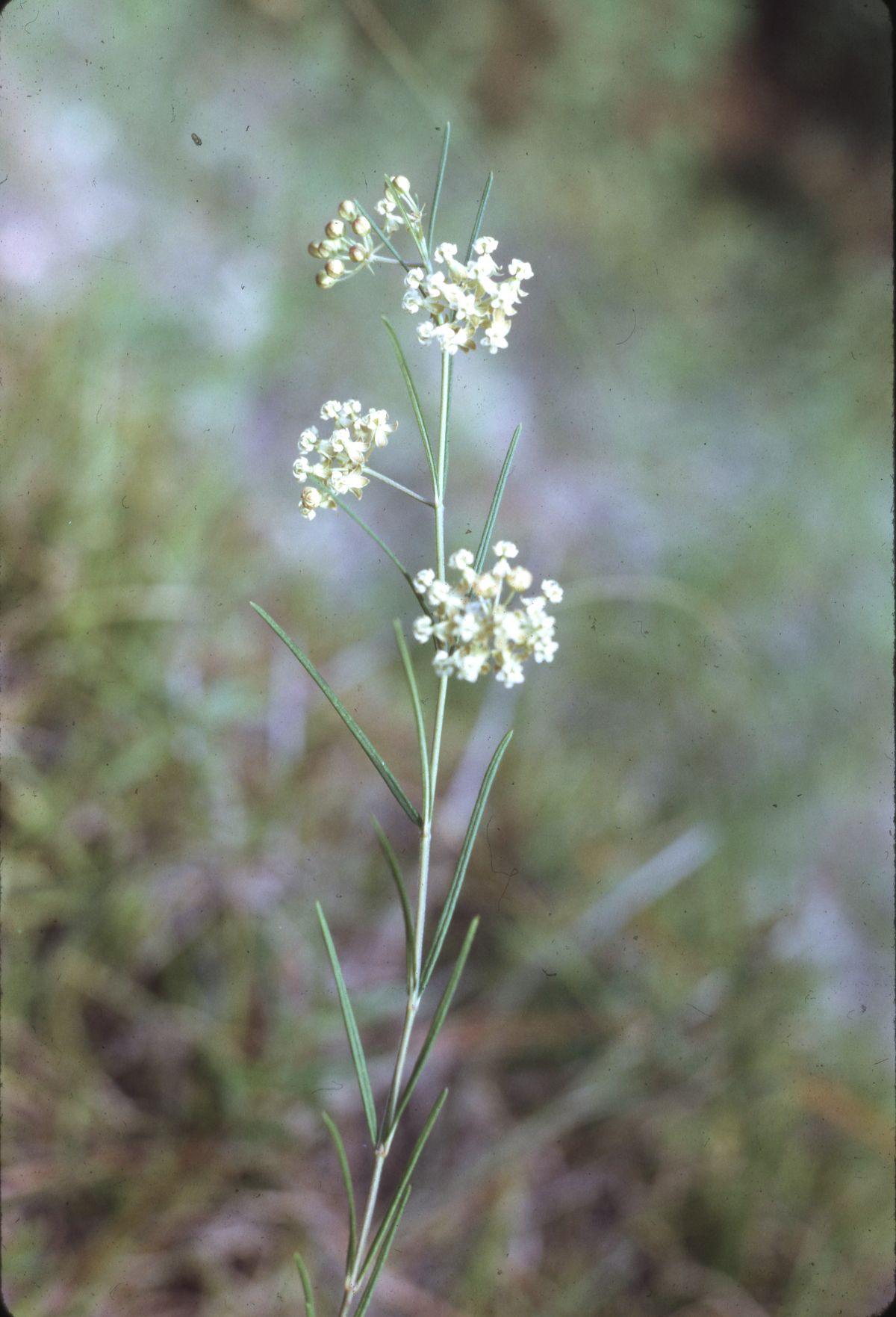 Milkweed