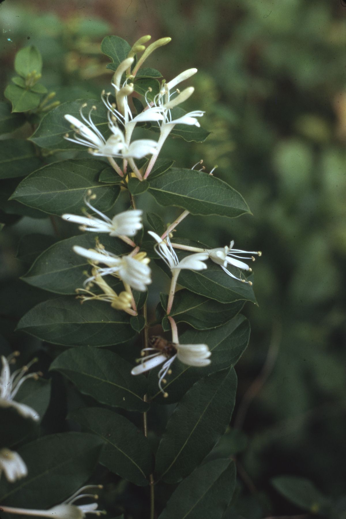 Japanese honeysuckle
