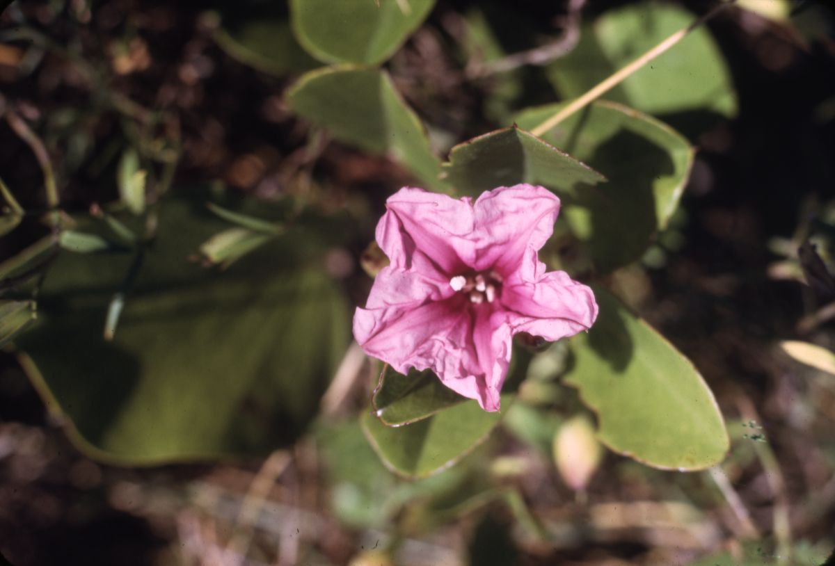 Railroad vine or bayhops - Islamorada, Florida
