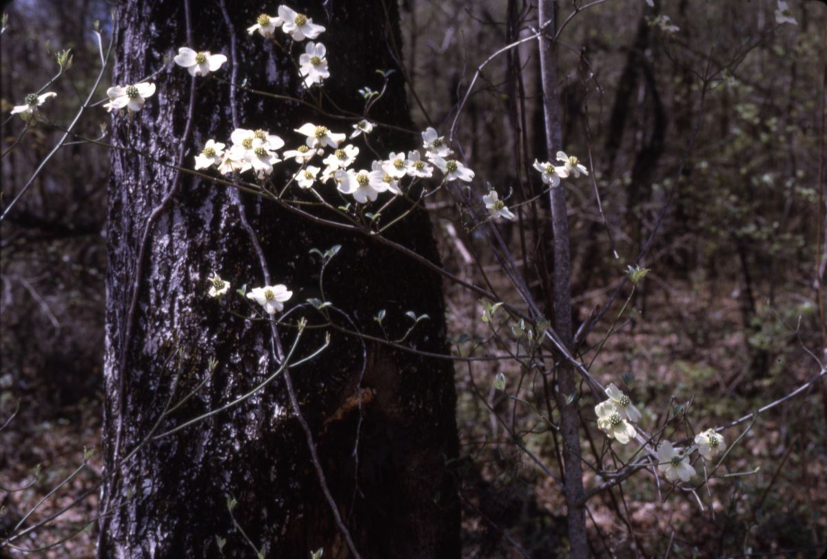 Flowering dogwood