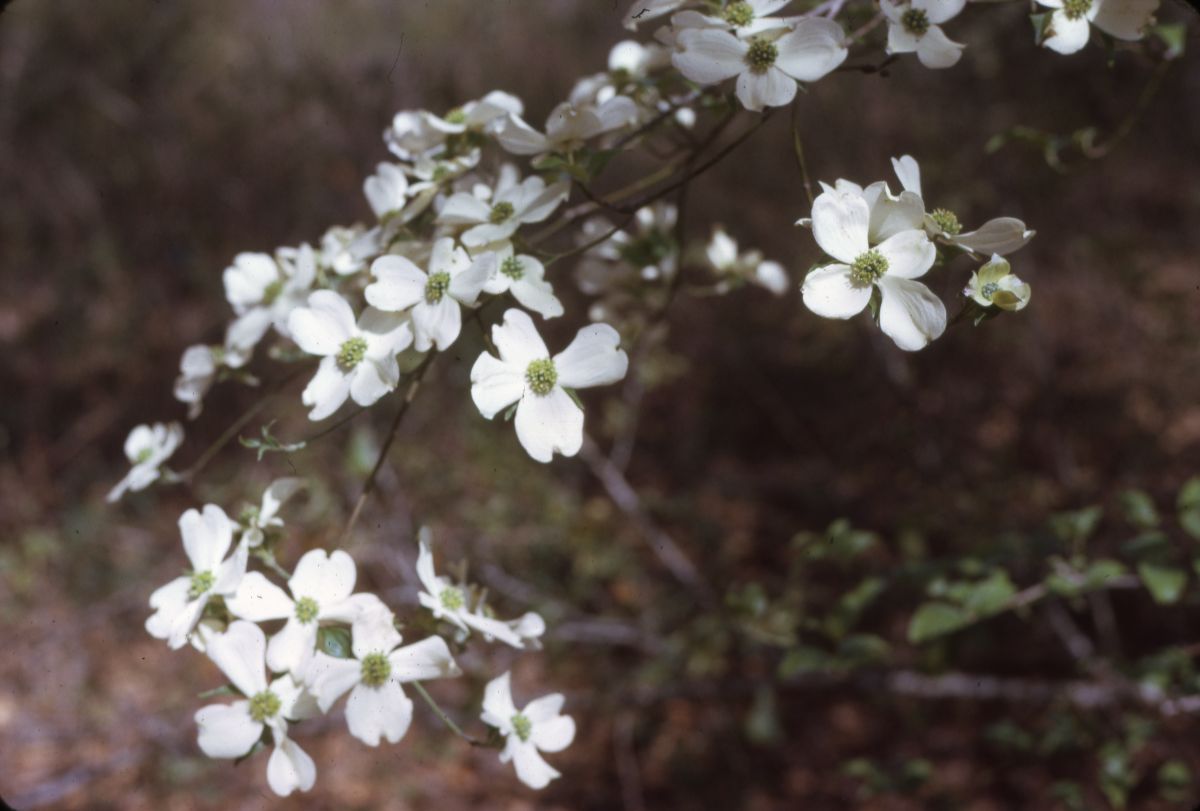 Flowering dogwood
