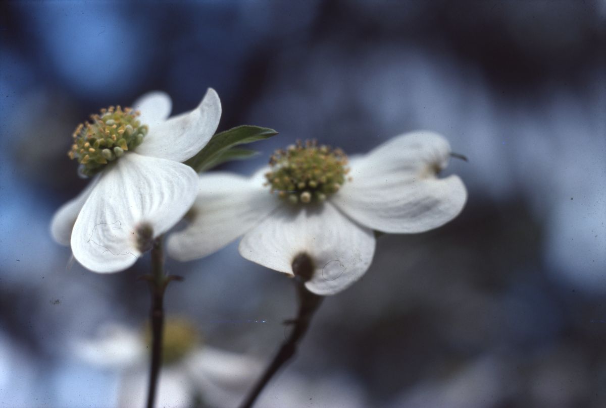 Flowering dogwood