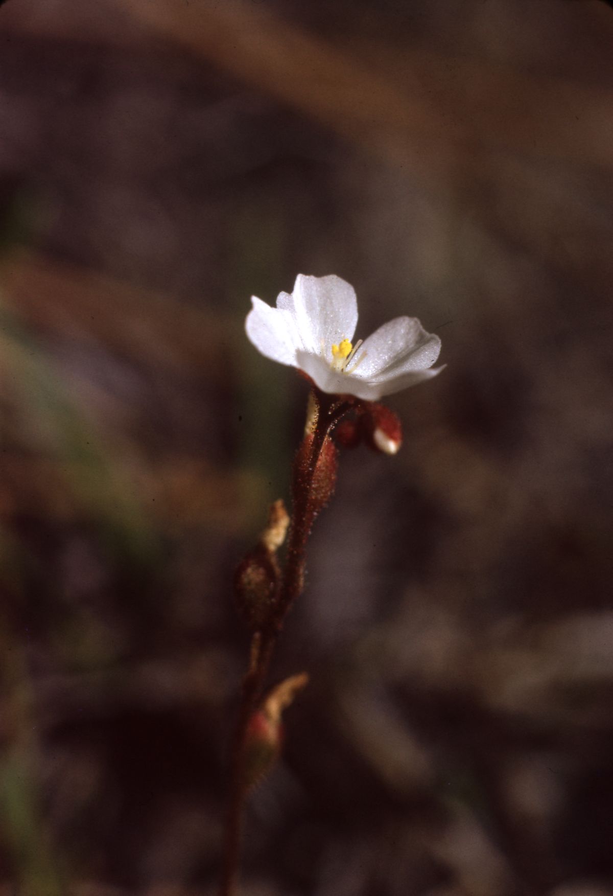 Threadleaf sundew - Saint Marks National Wildlife Refuge, Florida