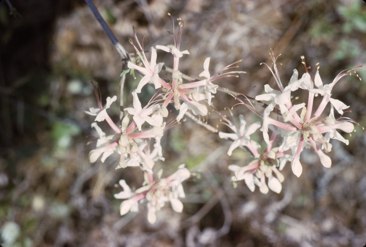 Swamp honeysuckle or swamp azalea