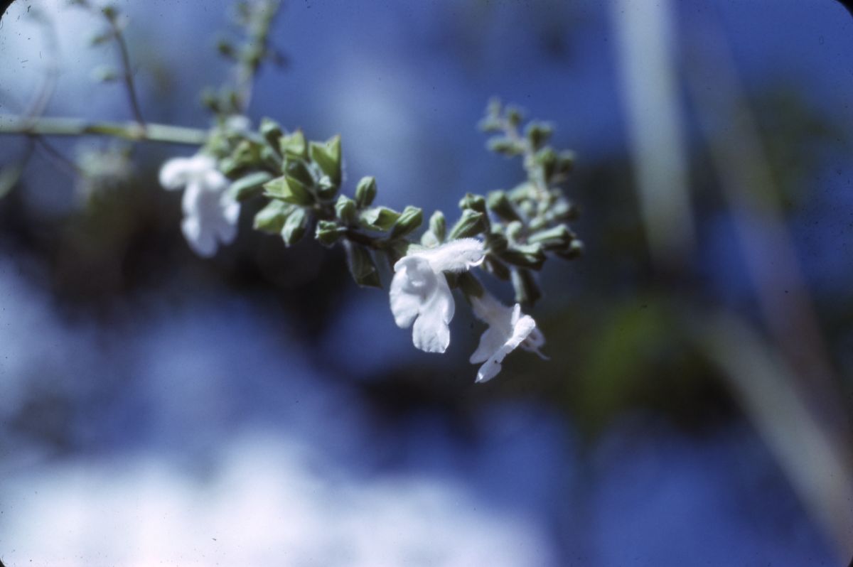 Small's skullcap or helmet flower