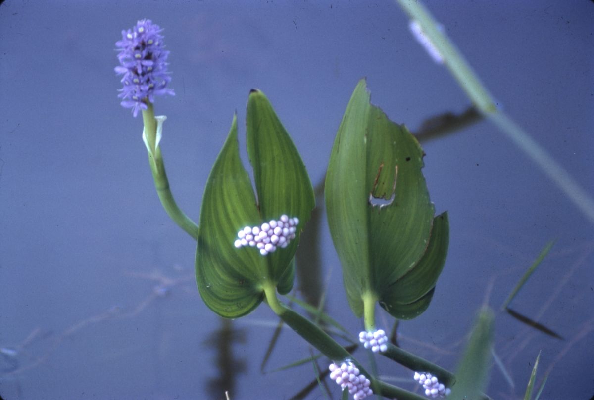 Pickerelweed